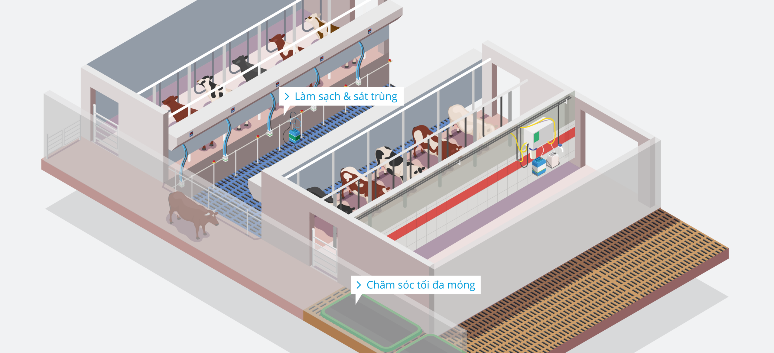 Dairy Farm – Milking Parlour