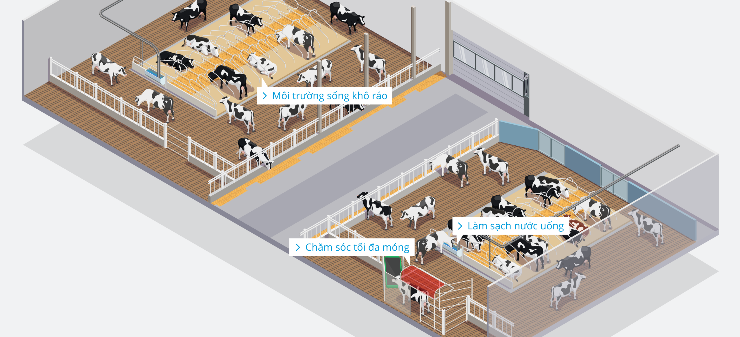 Dairy Farm – Dairy Cows