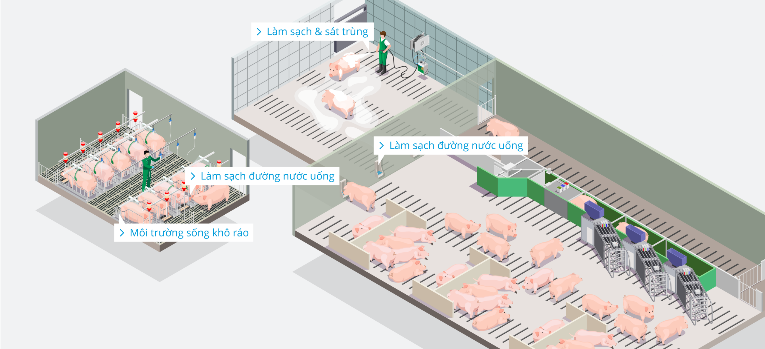 Pig Farm – Sows