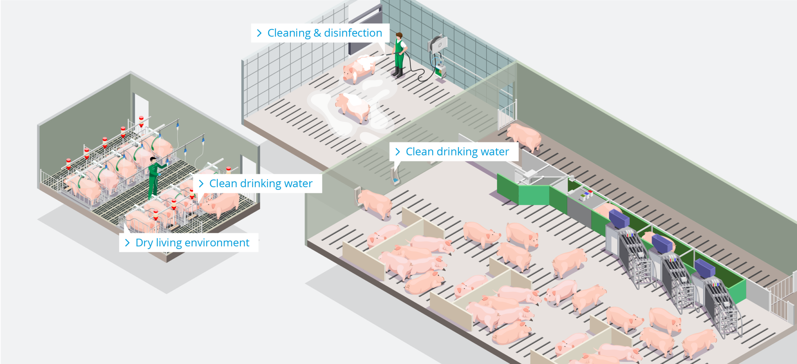 Pig Farm – Sows – EN