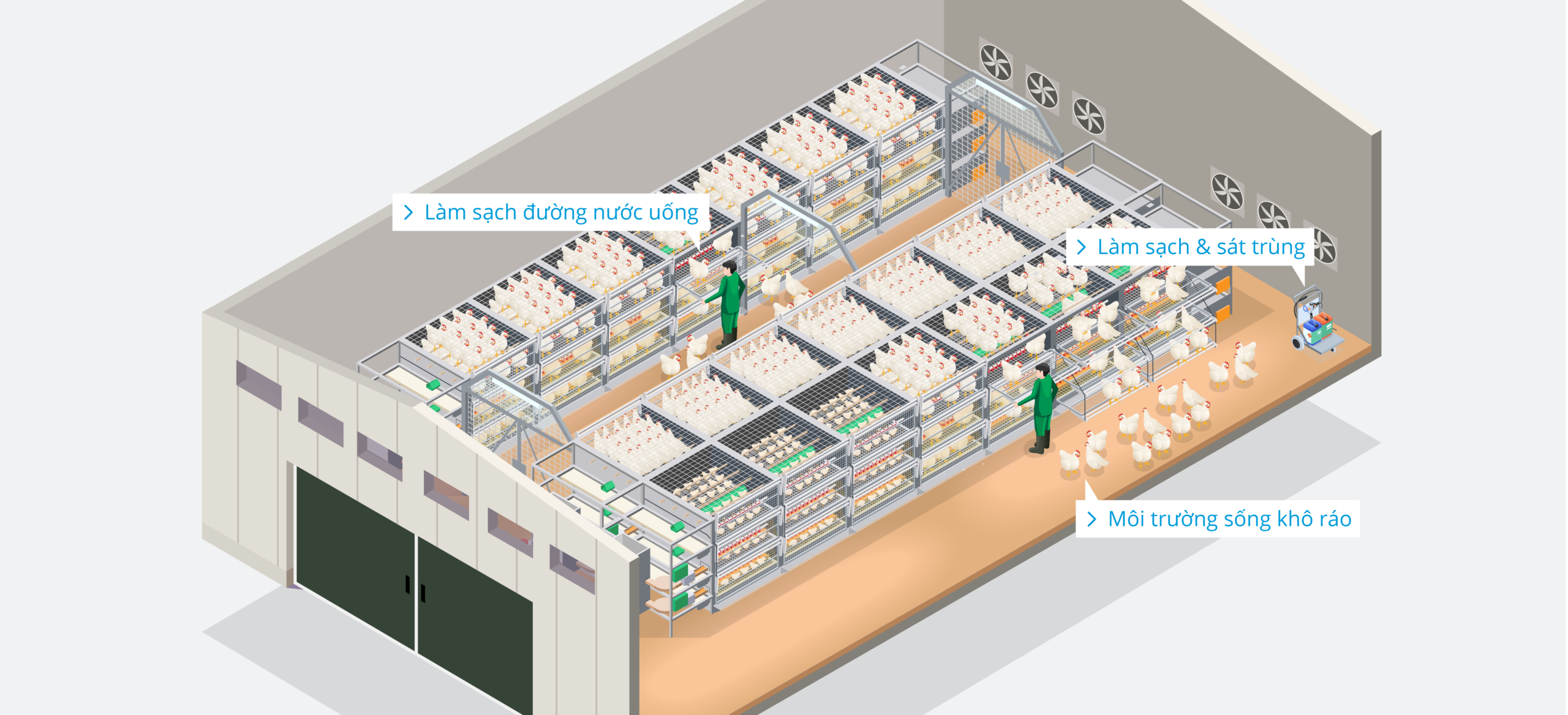 Poultry Farm – Rearing