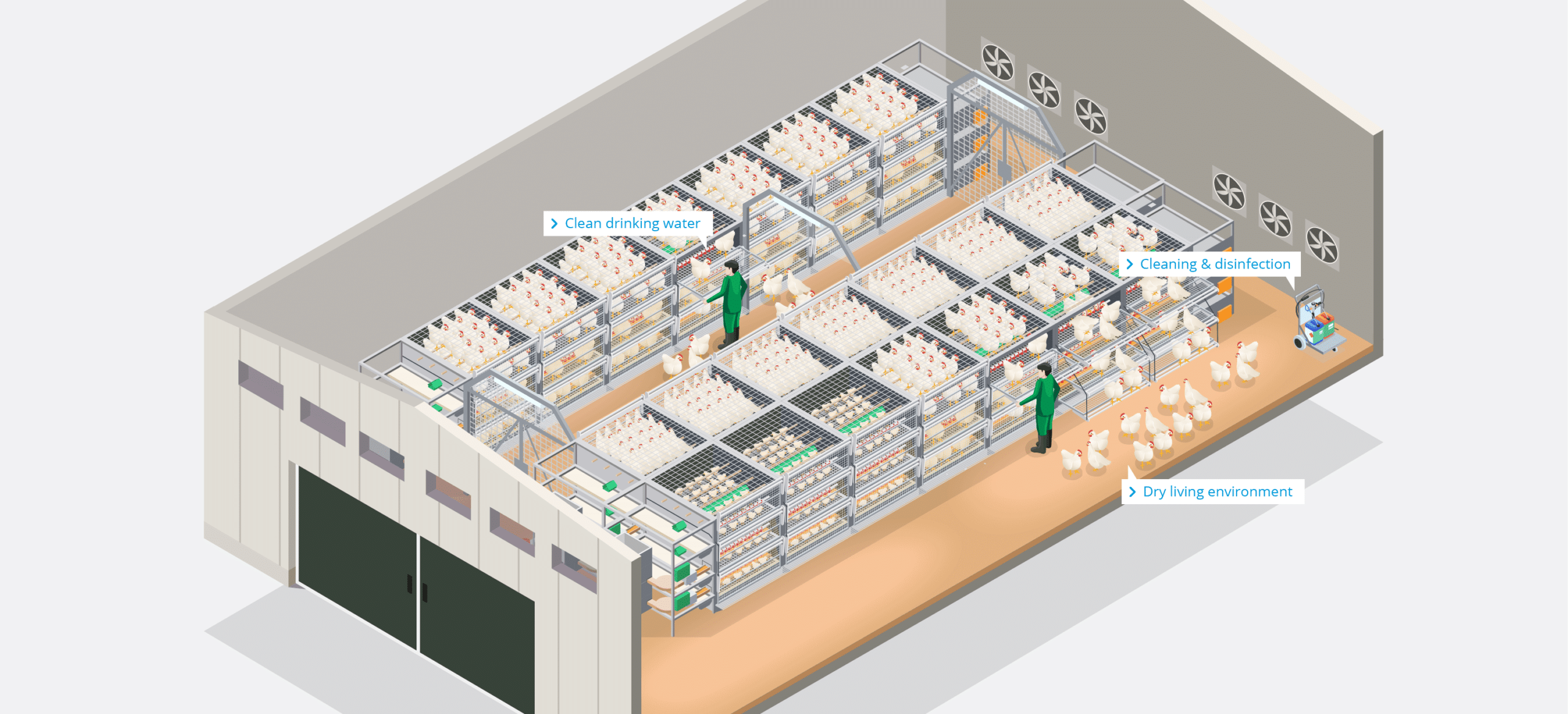 Poultry Farm – Rearing – EN